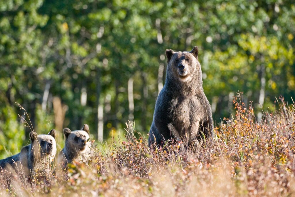 Grizzly sow and cubs standing up