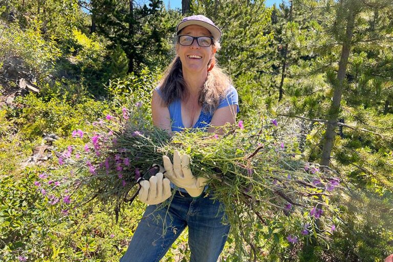 Volunteer smiling while carrying an armful of noxious weeds