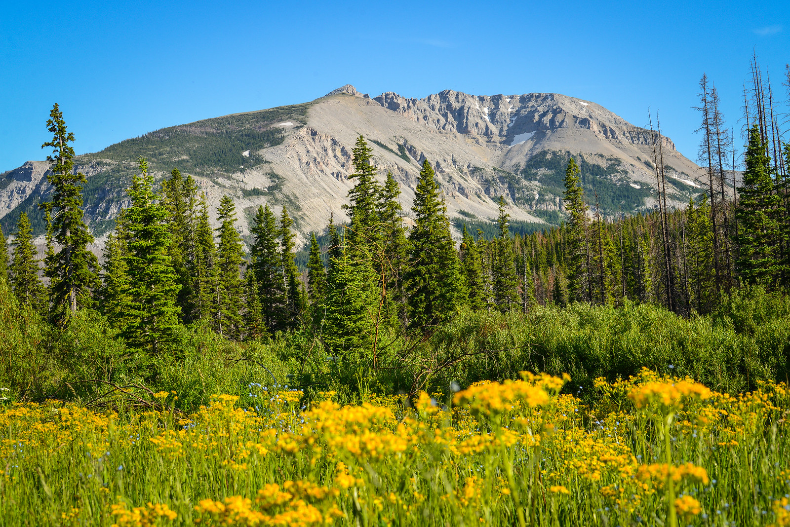 Yellow wildflowers blooming in a meadow below a mountain