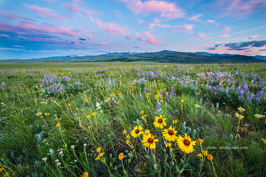 Sunset over wildflowers in the Badger-Two Medicine