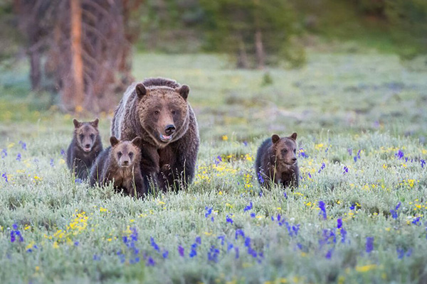 Grizzly sow and three cubs walk through a wildflower field