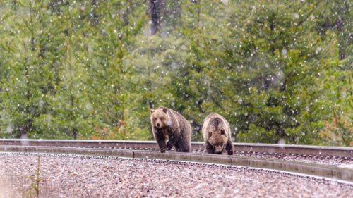 Two grizzly bears crossing train tracks in the forest