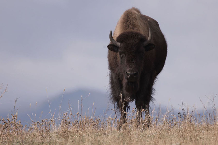 A large bison staring directly at the camera with mountains in the background