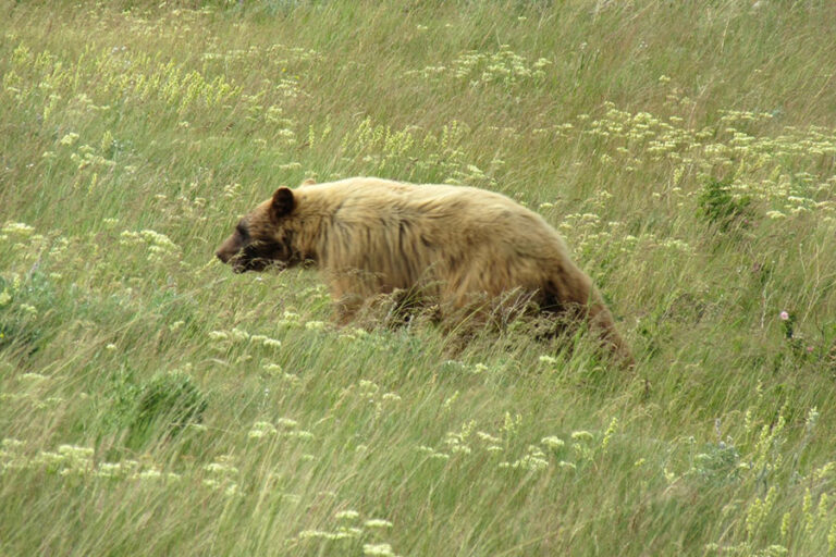 A brown grizzly bear walking through tall green grass
