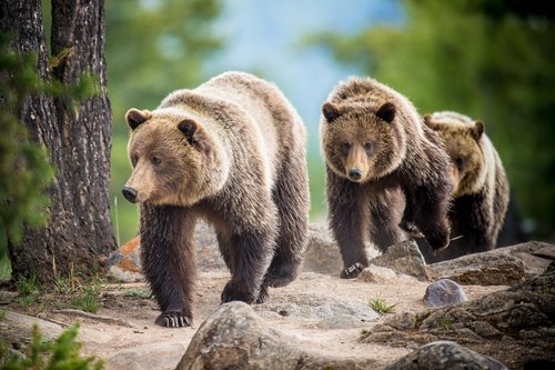 A sow grizzly bear with two young walk through a forest in Western Montana