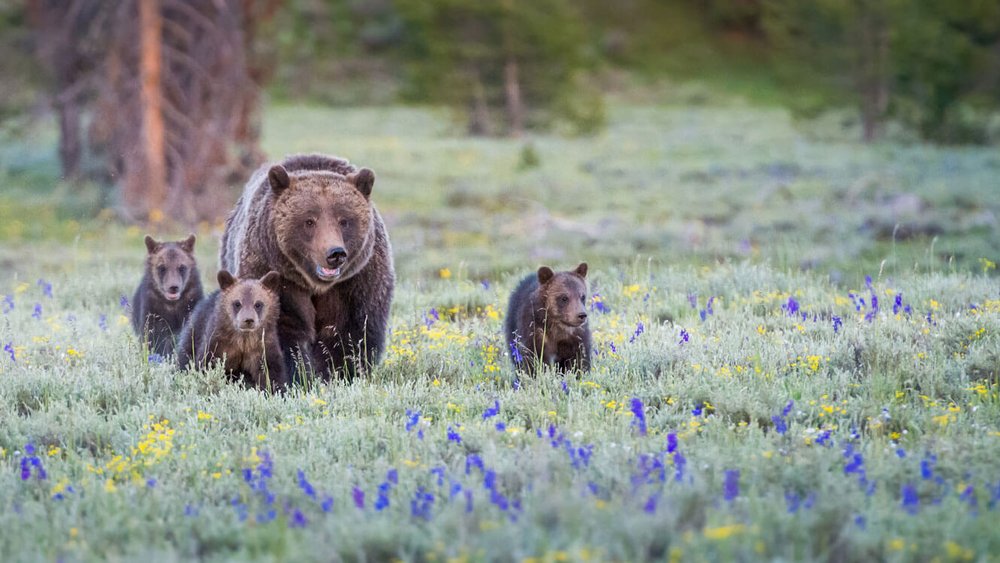 Grizzly bears play a vital role in the ecological health of Montana’s environment, and an integral part of our state’s culture. The opportunity to see a grizzly in the wild is a top draw for many of the millions of tourists who help fuel our state’s recreation economy. Grizzly bears are also a revered species to many Tribal Nations. (Photo: Vital Ground)