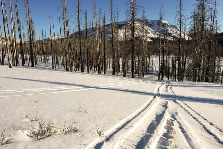 Snowmobile tracks in a snowy forest