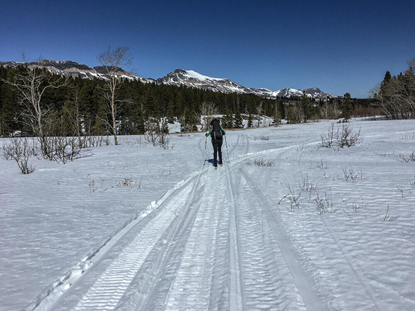 A skiier moves along snowmobile tracks in a forest