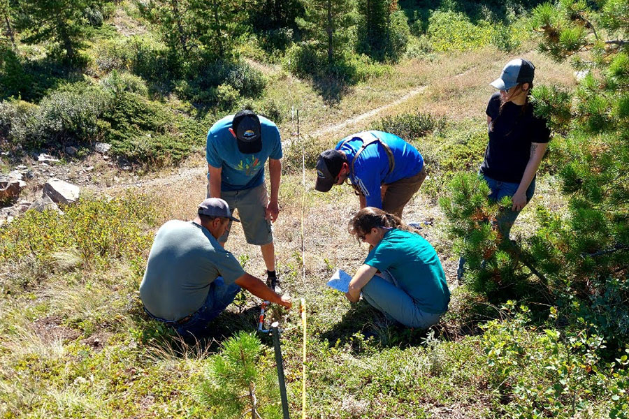 Five volunteers working together on a hillside
