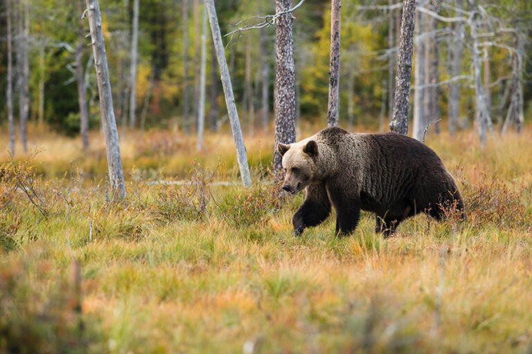 A lone grizzly bears walks through a golden field