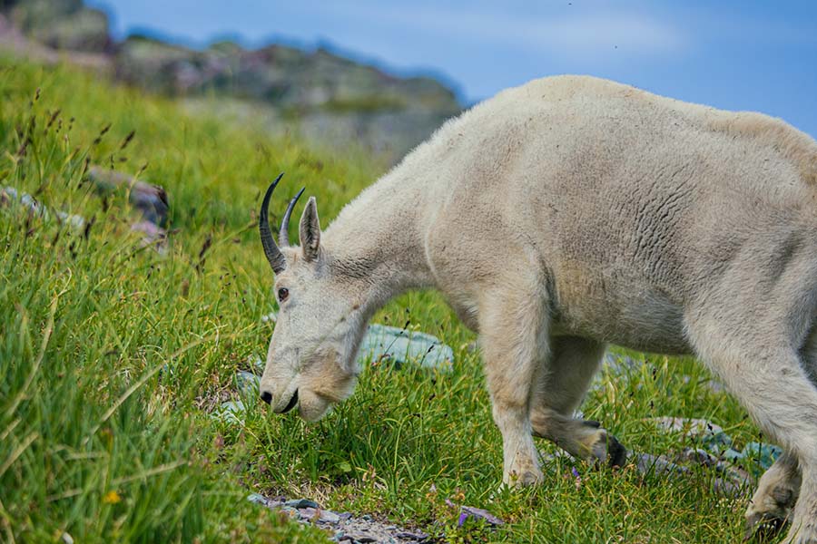 A mountain goat grazing