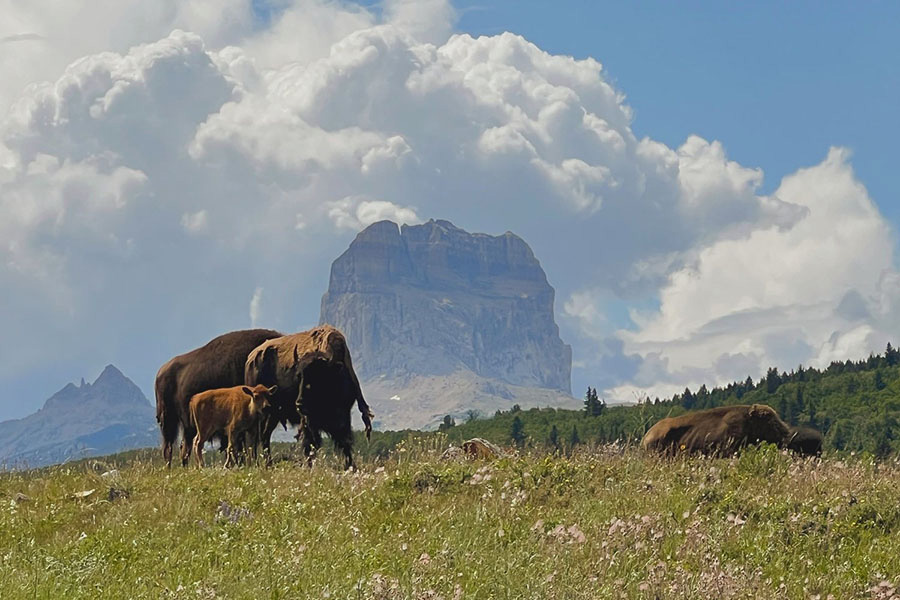 A young bison and mother grazing in a green meadow