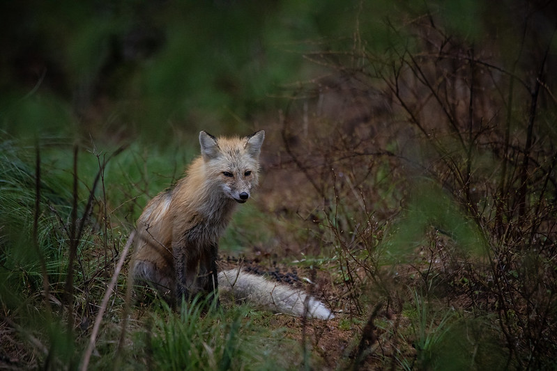 Fox sitting in tall grass