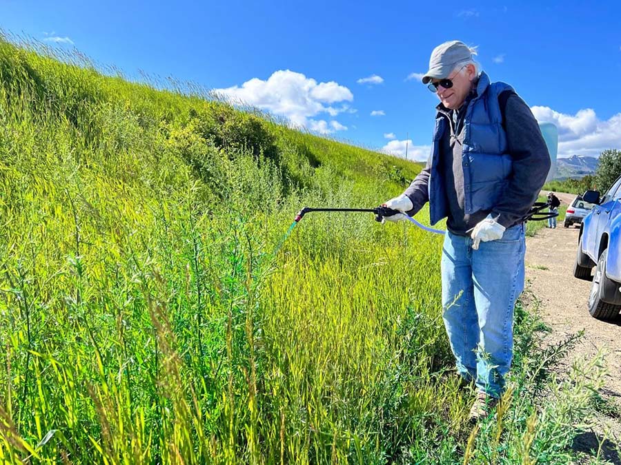 A volunteer sprays invasive plants by the road