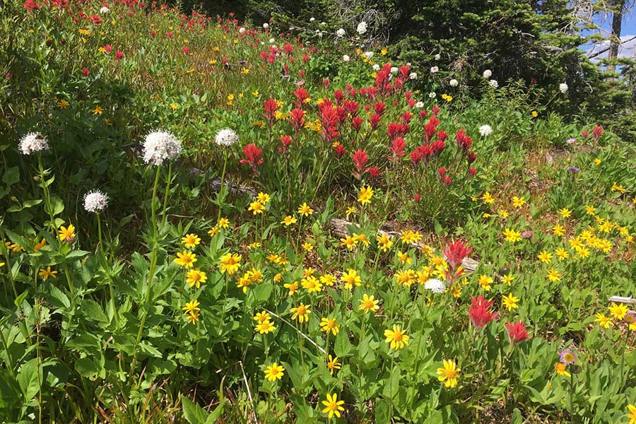 Arnica-Paintbrush-Spirea_Metcalf