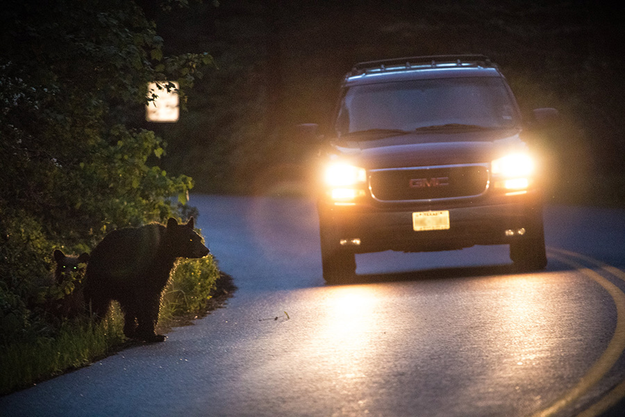 Grizzly sow and cubs crossing the road in front of an oncoming car