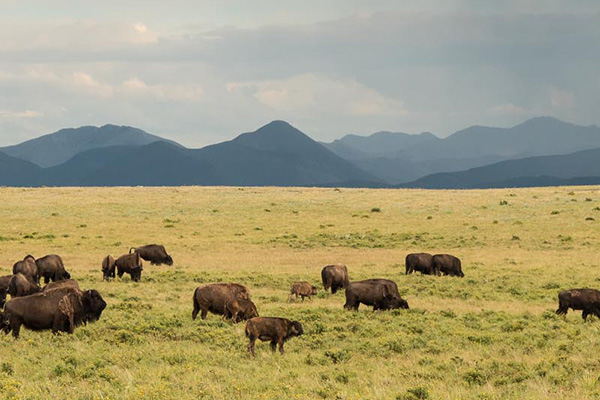 Bison herd grazing