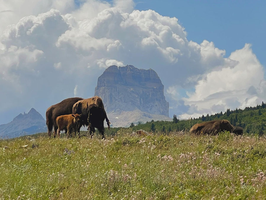 A young bison and mother grazing in a green meadow