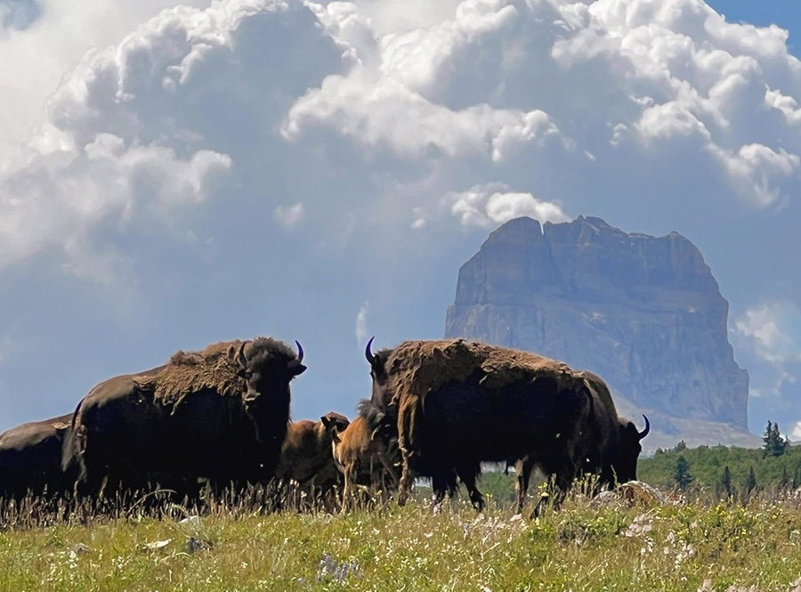 A bison herd grazing
