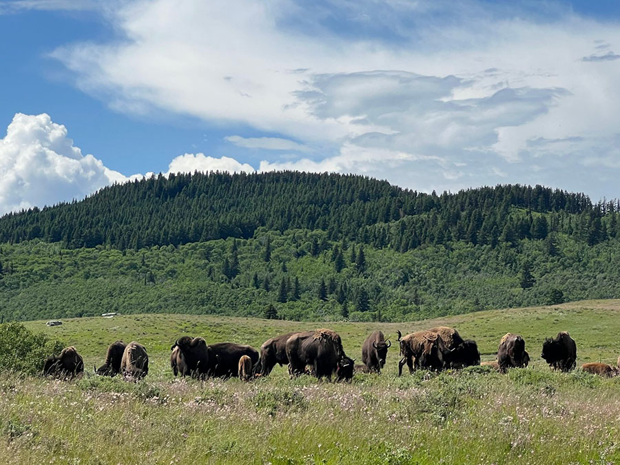 Bison herd grazing in a green field