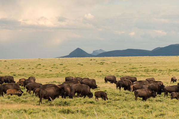 Bison herd grazing