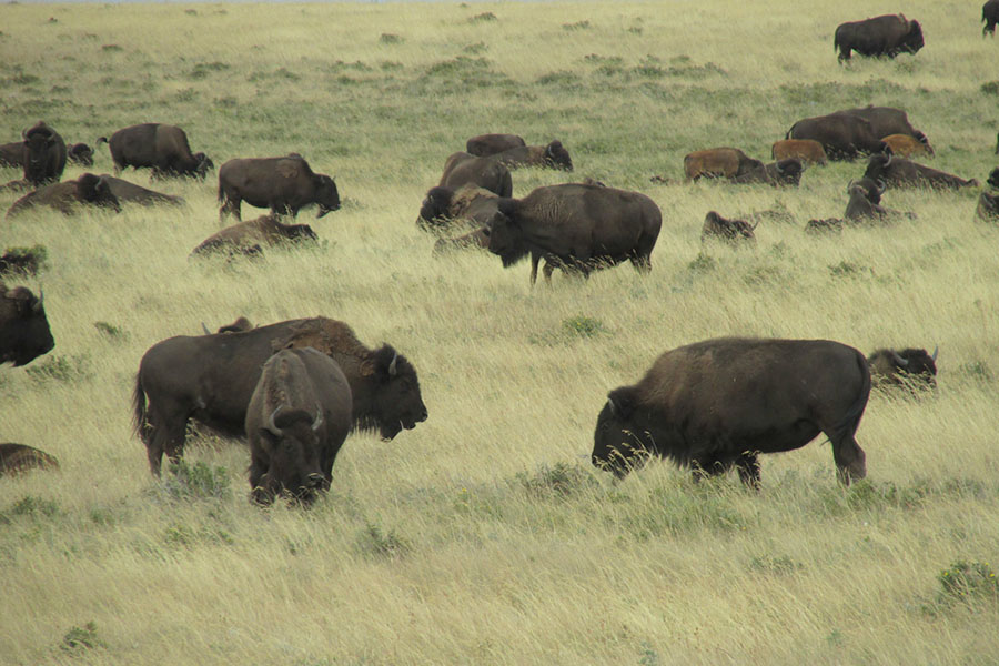 Bison herd in the Badger-Two Medicine