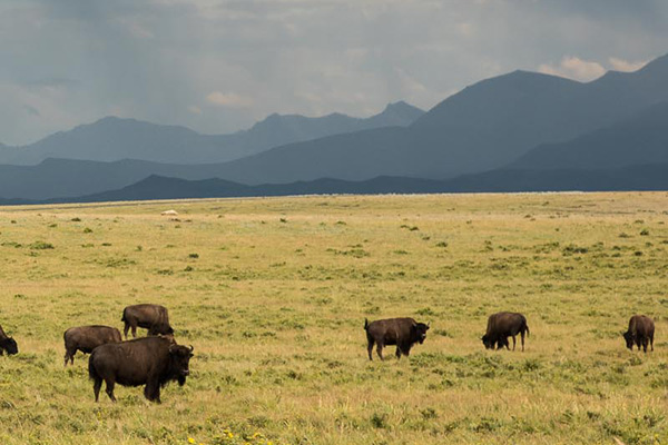 Bison herd grazing