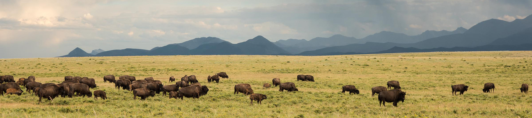 Bison herd grazing