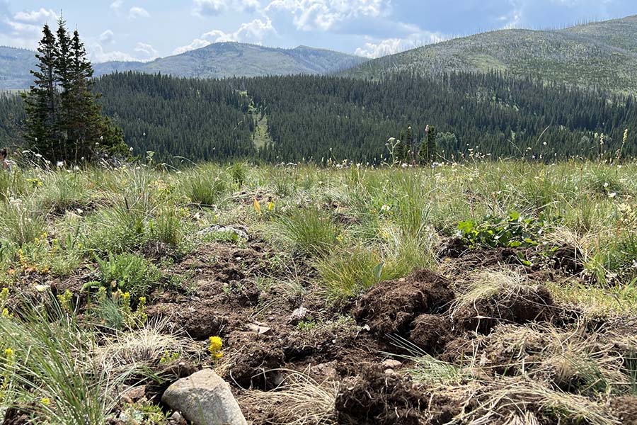 Proposed drill site with evidence of bear activity