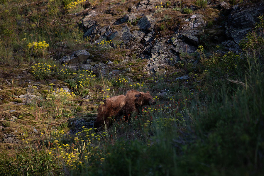 Grizzly bear wandering through a meadow