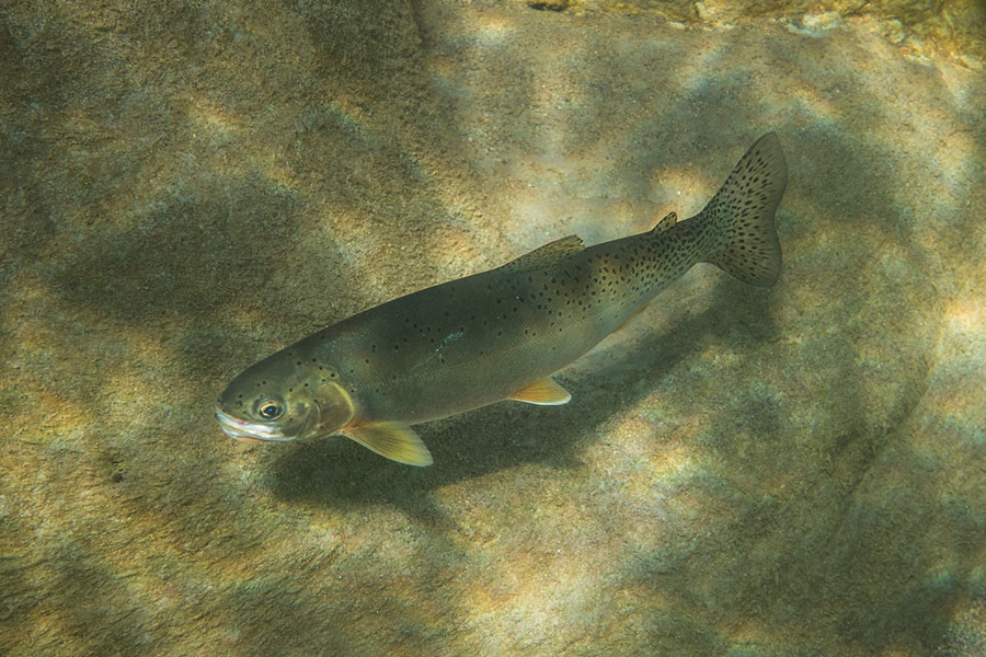 Cutthroat trout