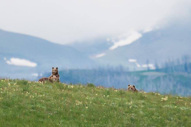 A sow grizzly and two cubs peak over the crest of green hill.