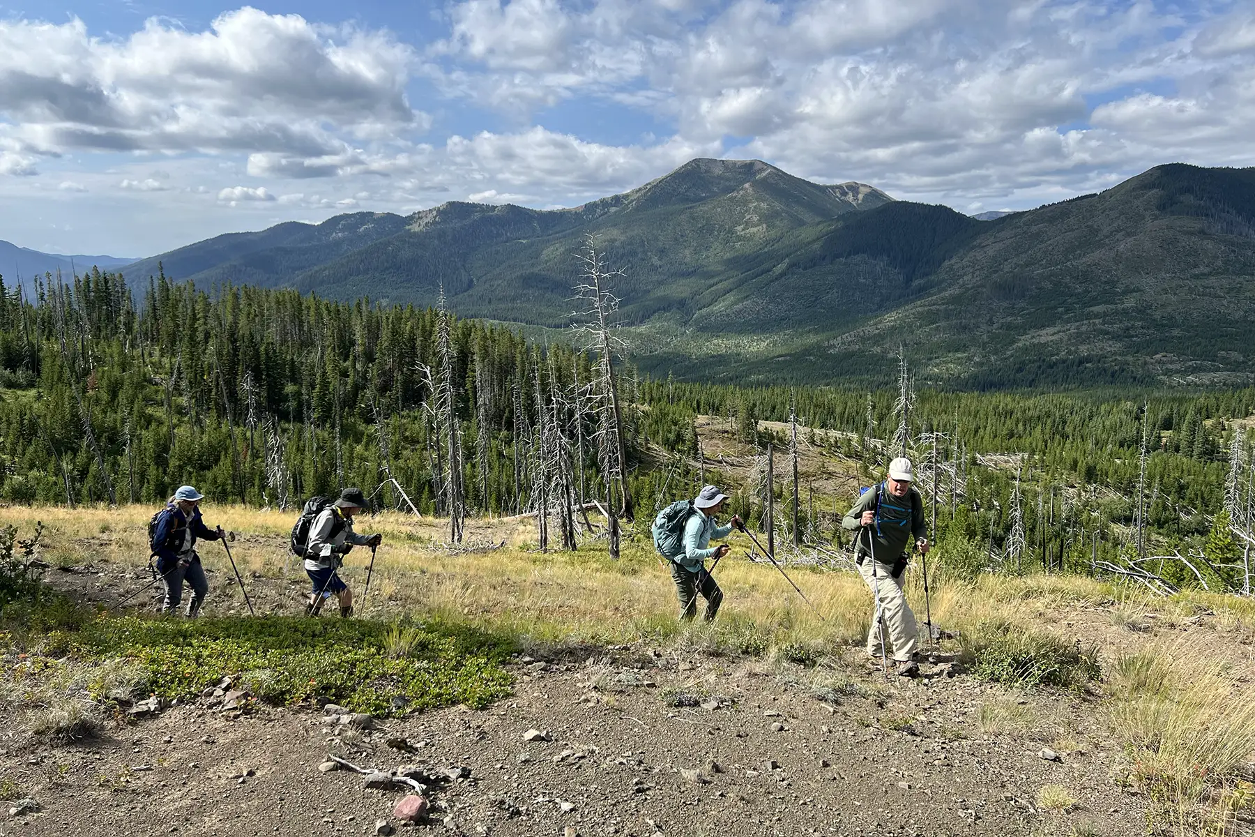 The wildlands and fish and wildlife habitat in the Middle Fork Flathead River corridor are under threat from logging.